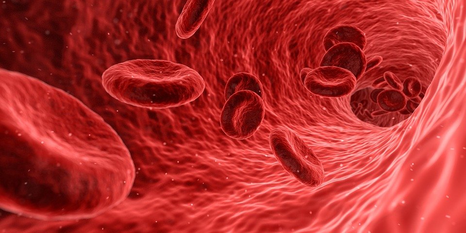 blood cells in a human artery