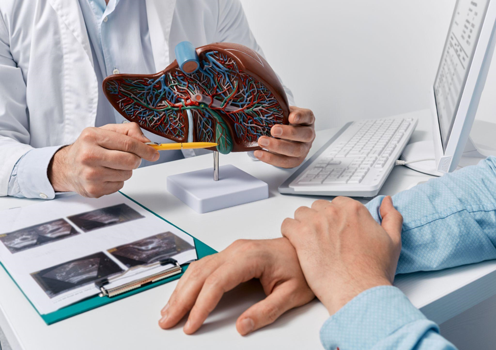 Human liver model on doctor's table