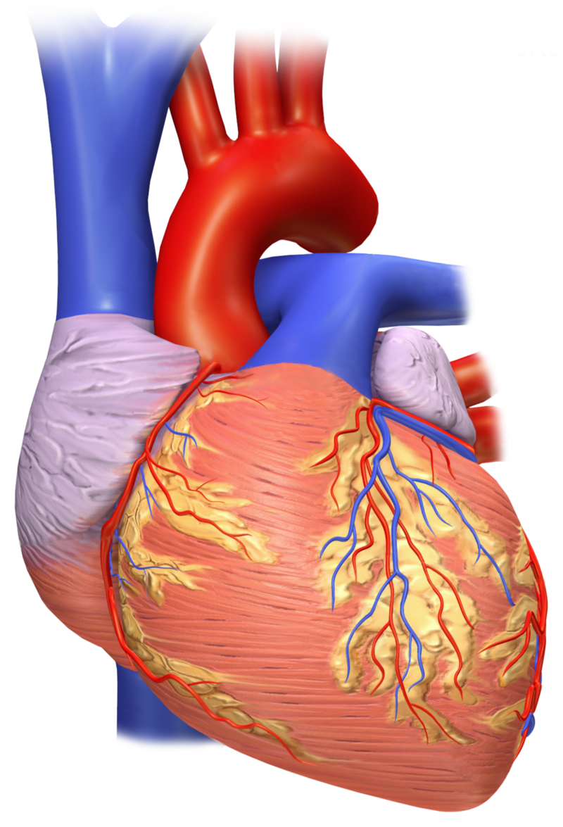 artery