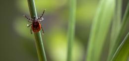 Tick