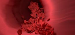 red-blood-cell-in-blood-vessel-of-body