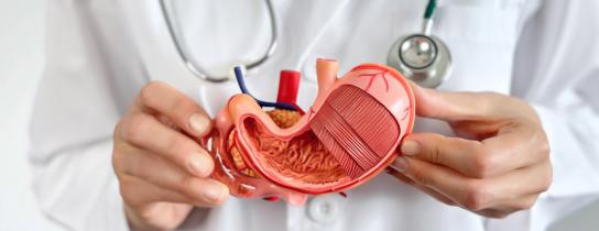 Physician holding model of a stomach